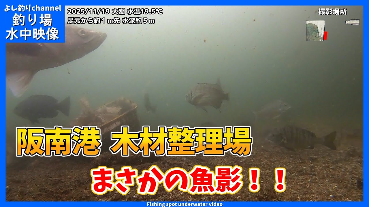 【まさかの魚影！】大阪の釣り場  阪南港木材整理場  2025年11月 晩秋の水中映像  No.440