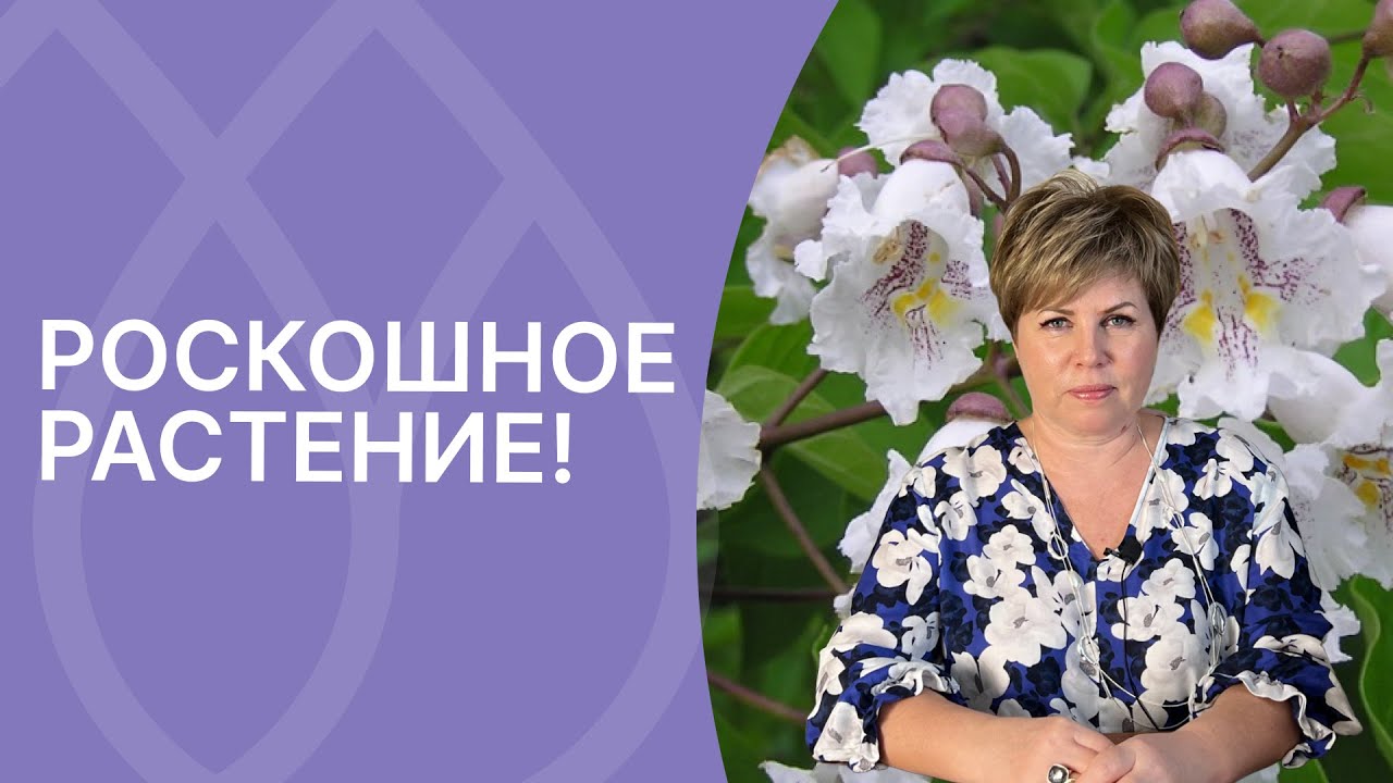 А что Вы знаете о катальпе?