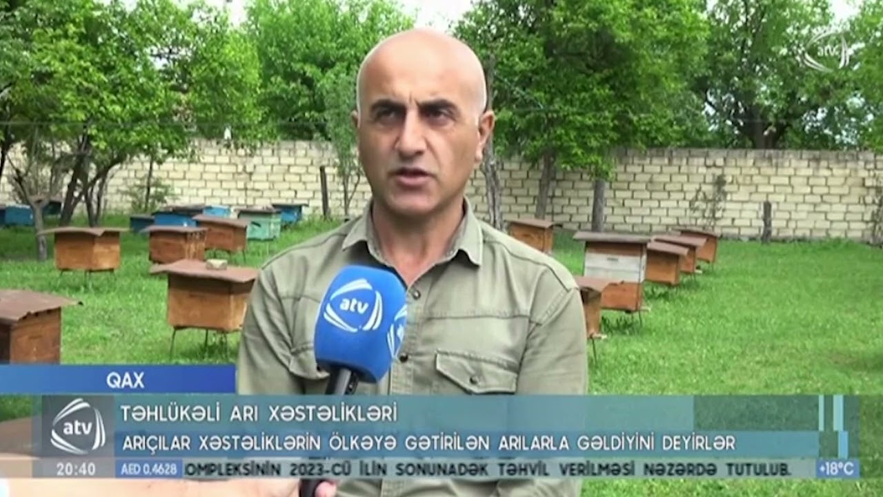 Arıların üzləşdiyi təhlükə