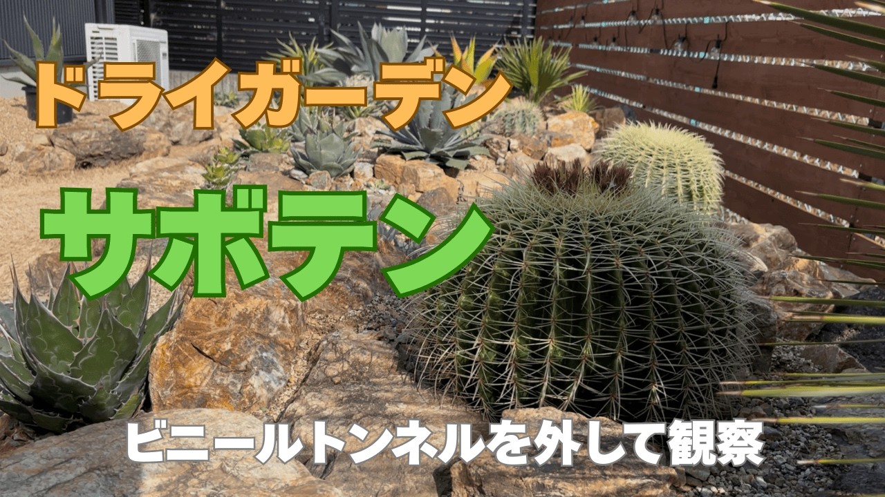 【ドライガーデンサボテン】春目前のサボテンの様子を観察する動画！