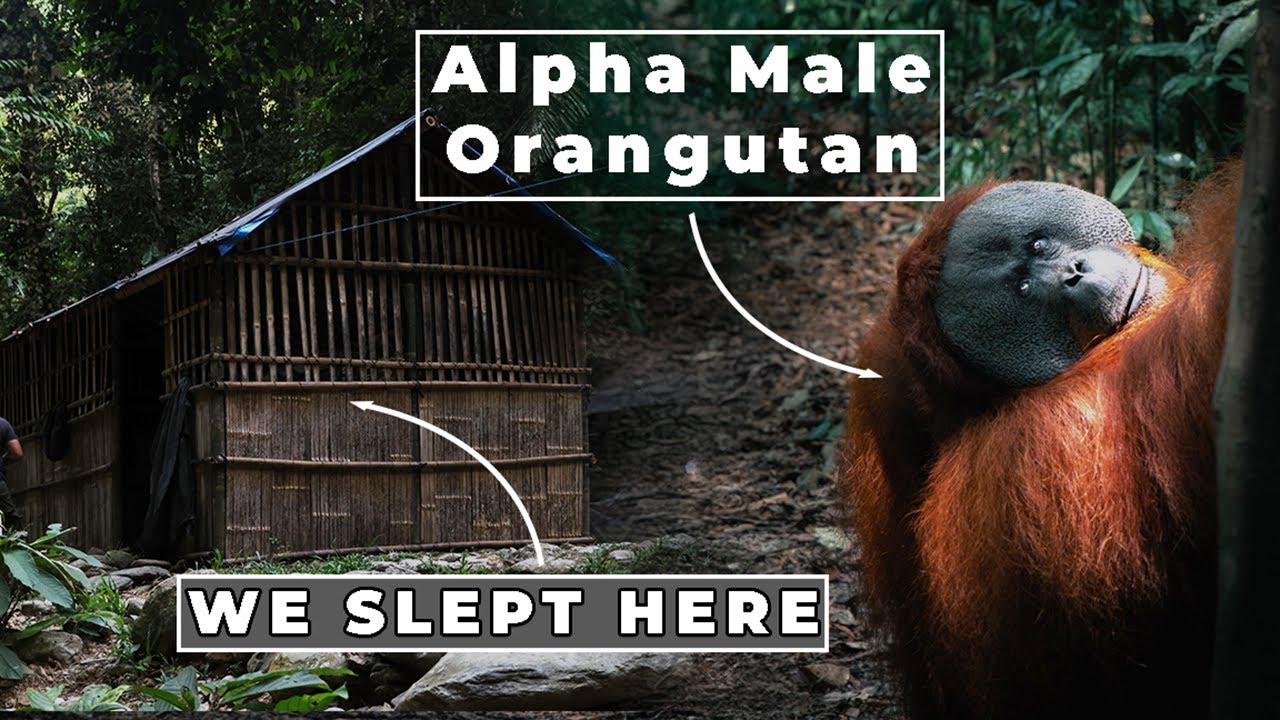 Bukit Lawang Trek | Jungle with Orangutans