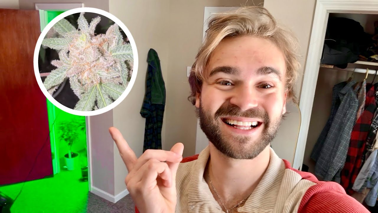 I Tried Growing Weed in my Closet [Beginner Budget Indoor Grow]