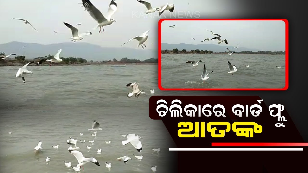 High Alert For Chilika After Bird Flu Virus Found In Krushnaprasad Block,Puri