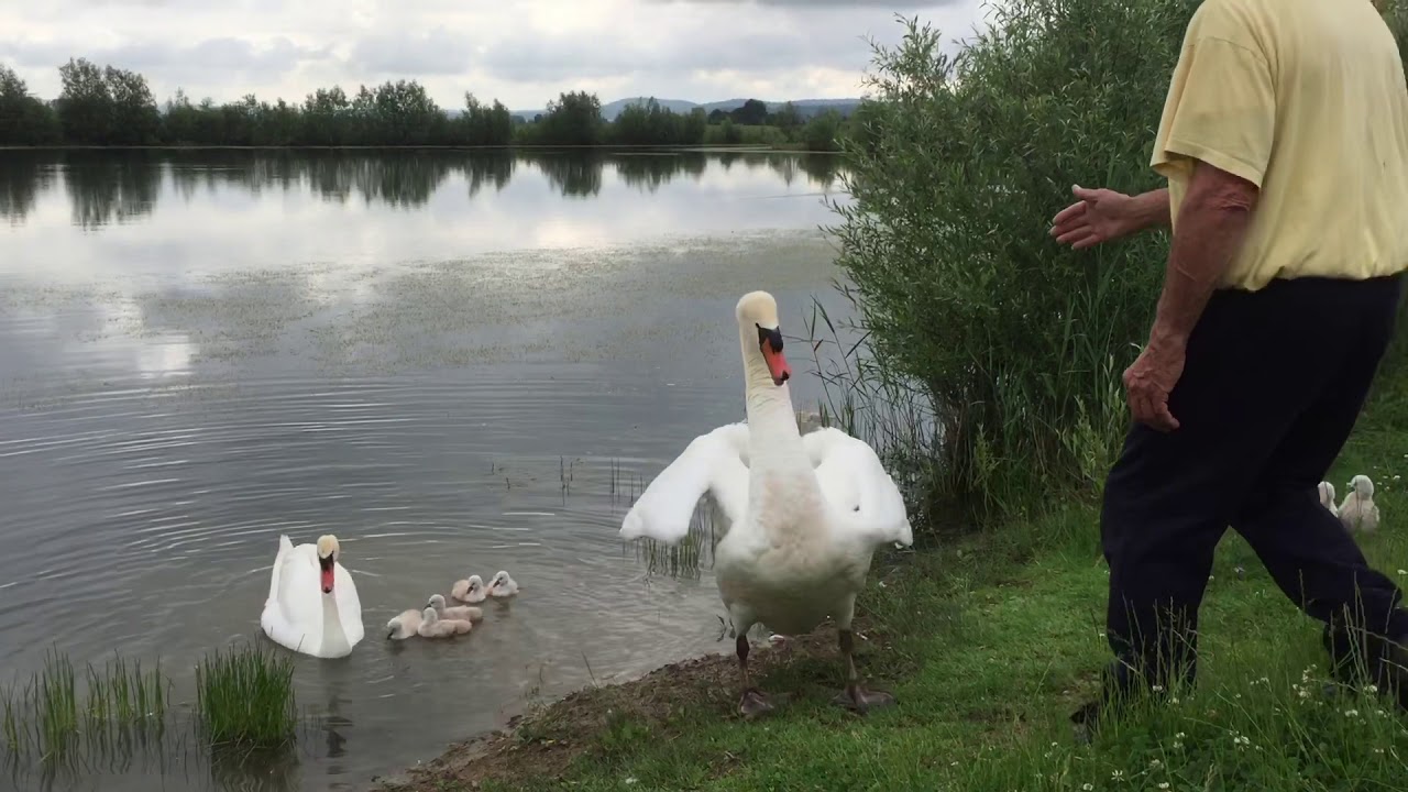 Vol des cygnes c&acirc;lins caresses tendresse amour