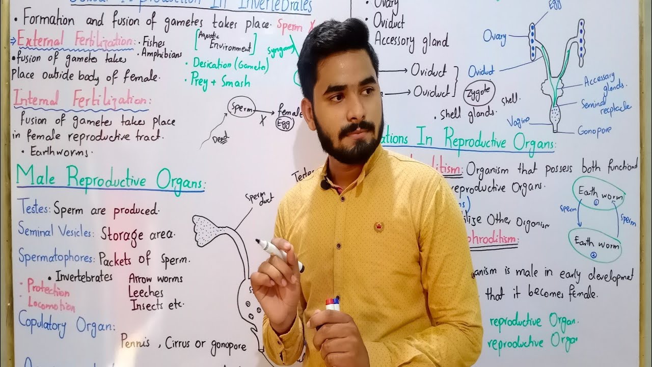 Sexual Reproduction In Invertebrates In Urdu Hindi || BS Zoology || Reproduction And Development