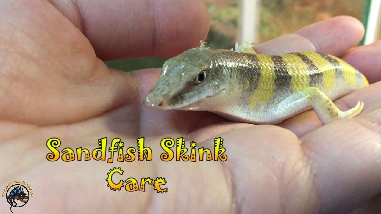 How To Take Care of a Sandfish Skink!