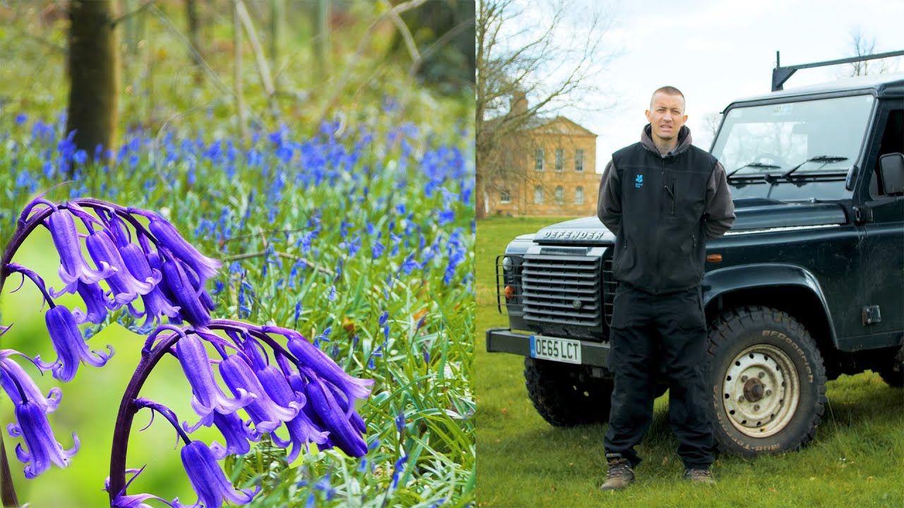 Bluebells at Basildon Park National Trust | Good Housekeeping UK