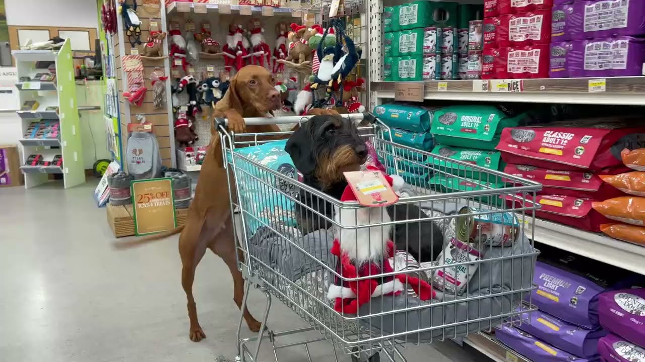 MVF Dog Beds Christmas 22 - Emma Massingale