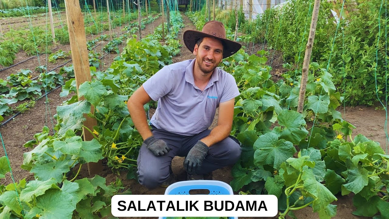 SALATALIK BUDAMA VE İPE ALMA / İLK MEYVELERİNİ ALDIK