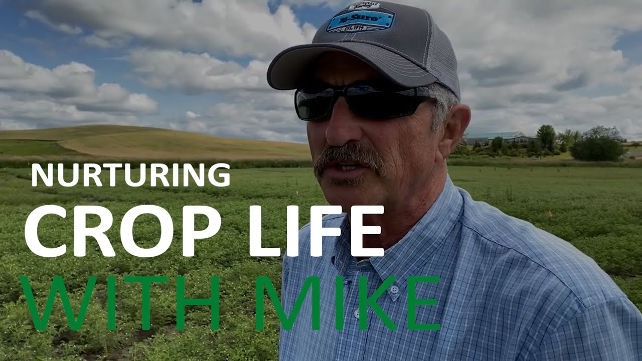 The Importance of Calcium in Potato Crops
