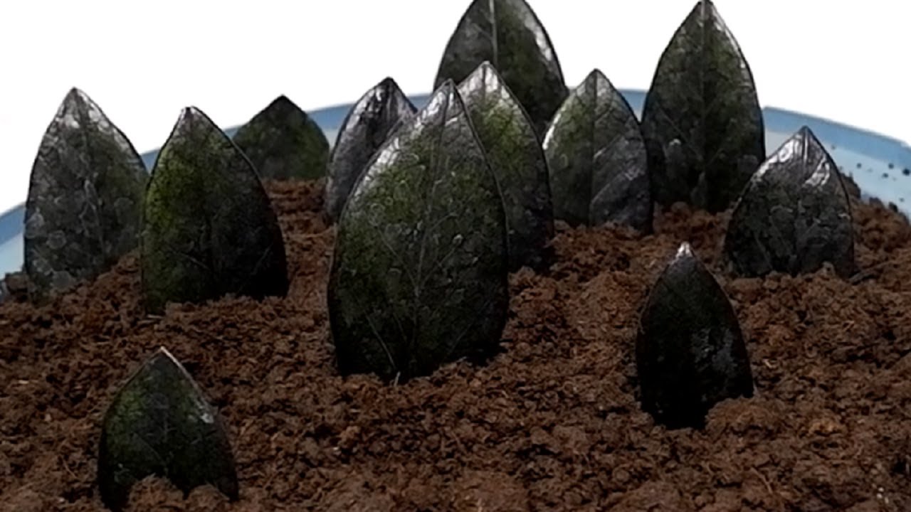 Black Raven ZZ Plant (Zanzibar Gem) Propagation and Care by Leaf Cuttings