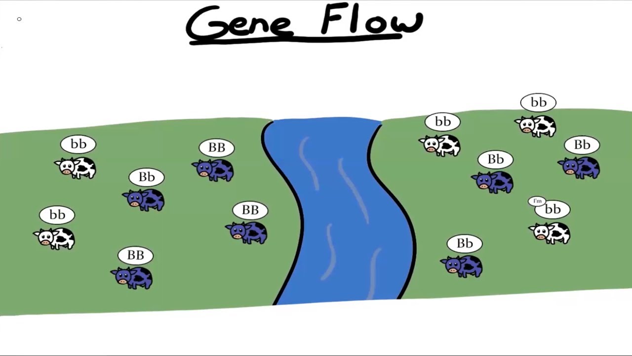 Gene Flow