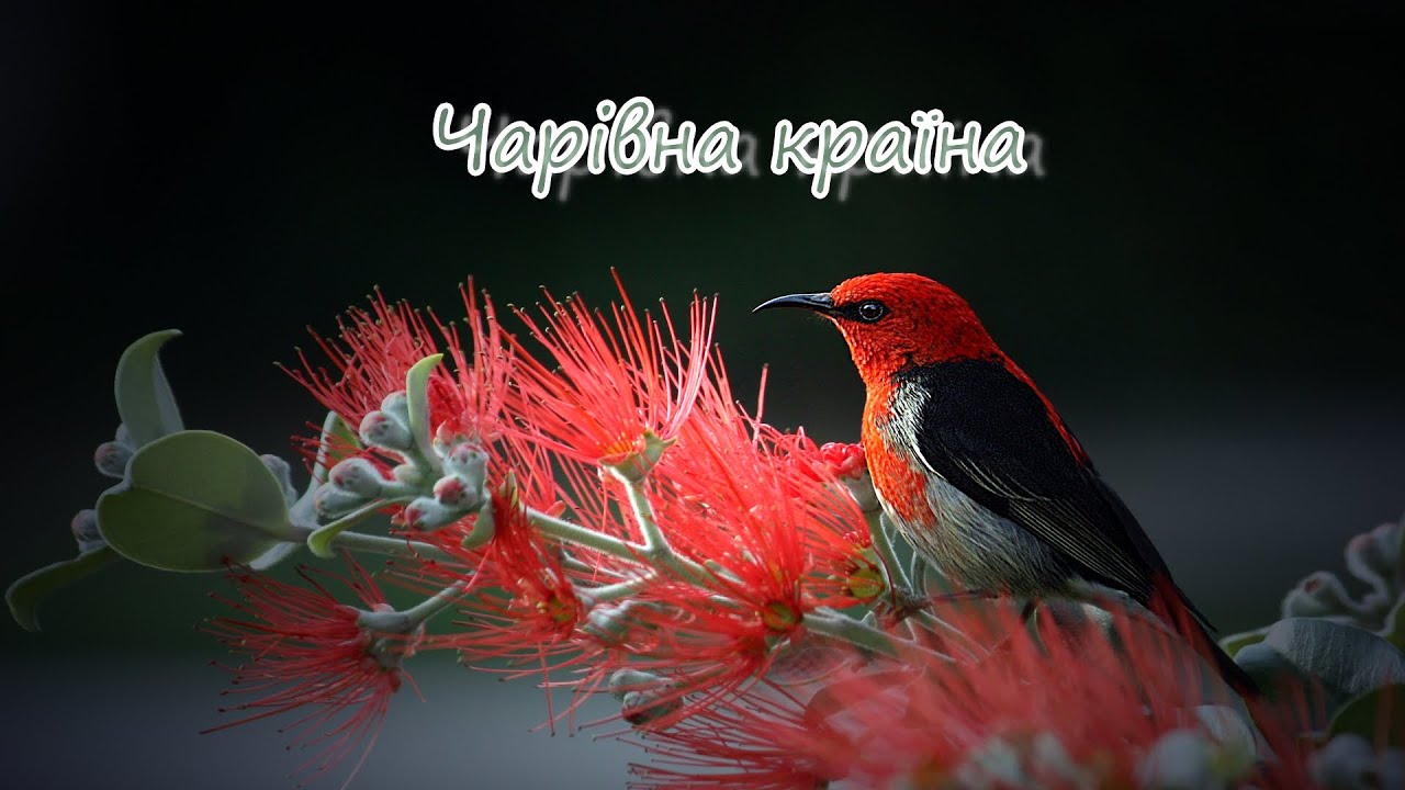 Чарівна країна