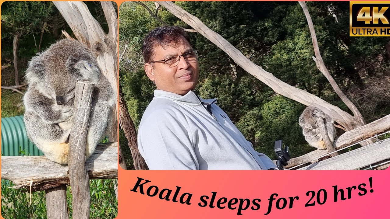 Koala Sanctuary - Phillip Island -Australia 🇦🇺