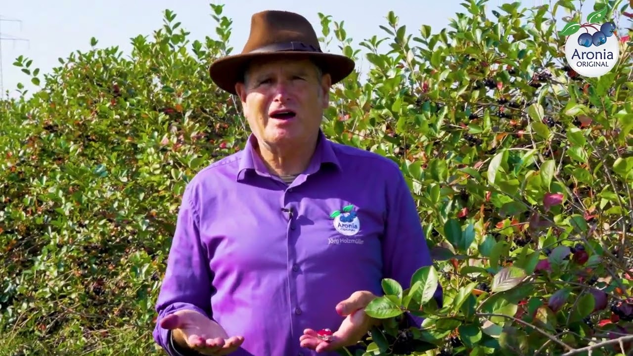Reifezeichen der Aroniabeere  - so erkennt man reife Aroniabeeren