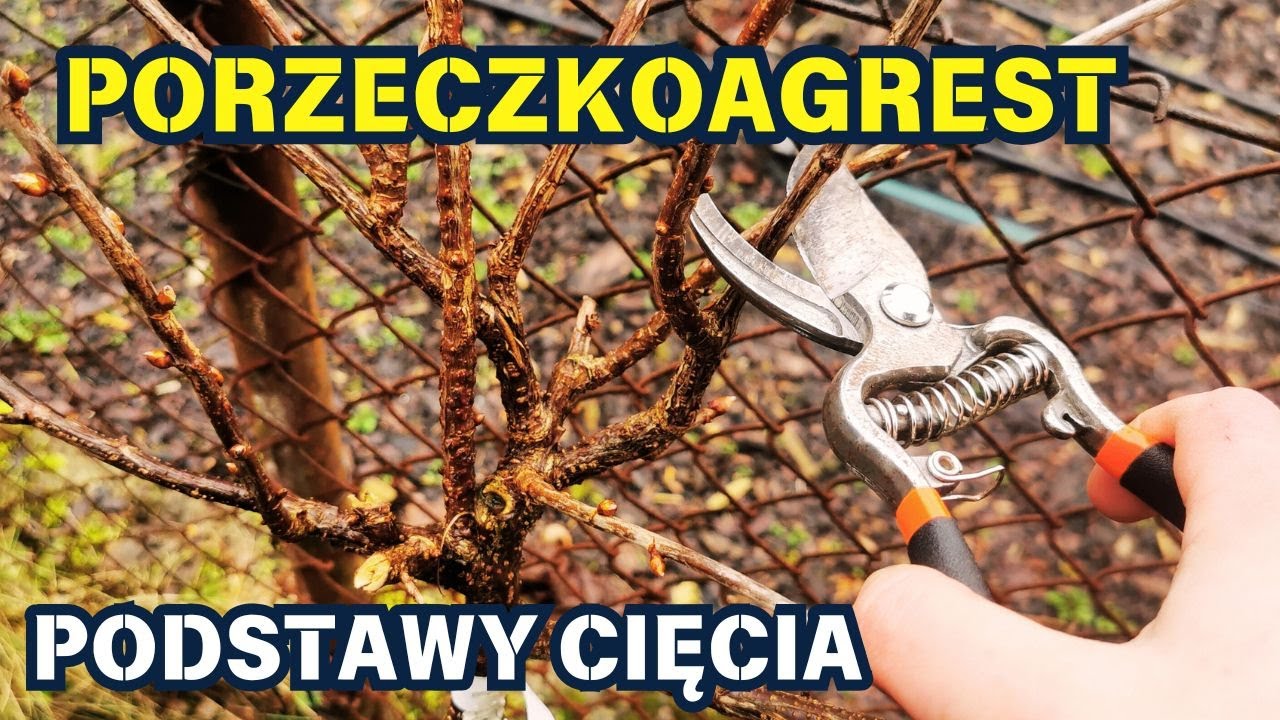 PORZECZKOAGREST - PODSTAWY CIĘCIA ✂️ ✂️ ✂️