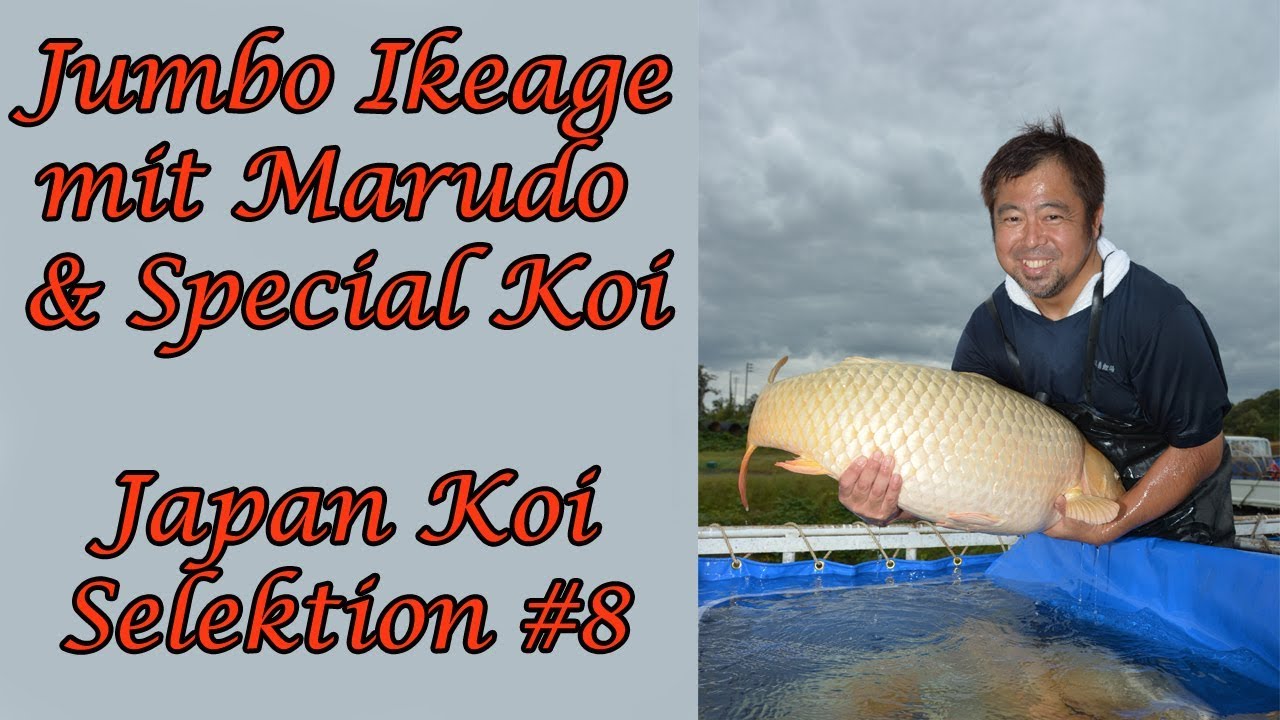 Jumbo Ikeage mit Marudo & Special Koi | Japan Koi Selektion #8