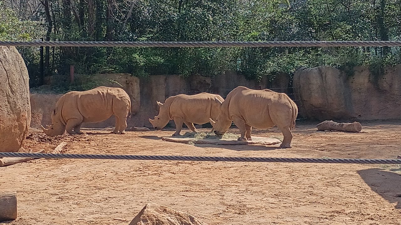 Zoo Atlanta: African Savanna | March 2026