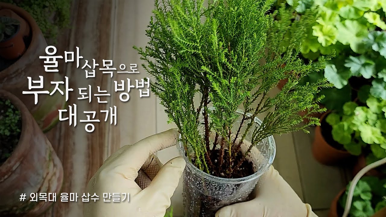 율마 삽목해서 부자되는 방법 대공개 / 외목대 율마 삽수 만들기 / 멋님네 베란다 정원