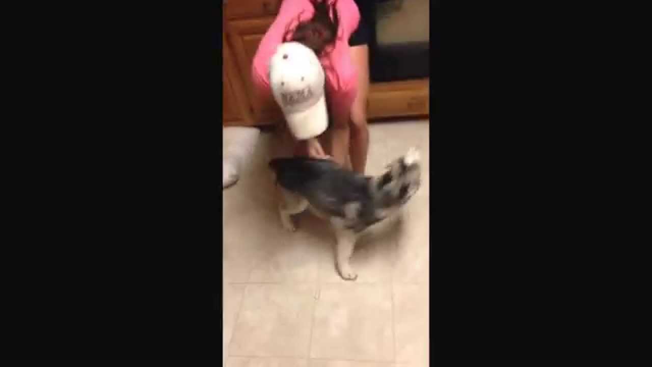 Husky puppy missed you too!