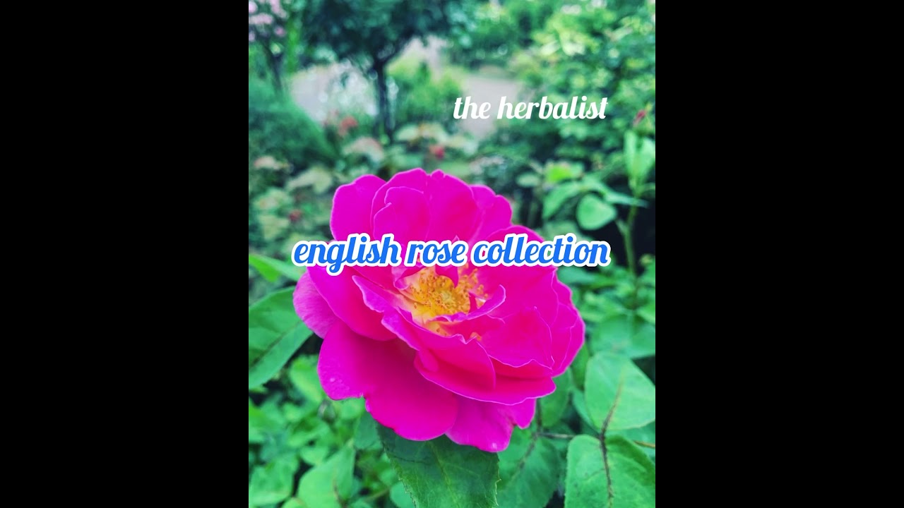 english rose collection