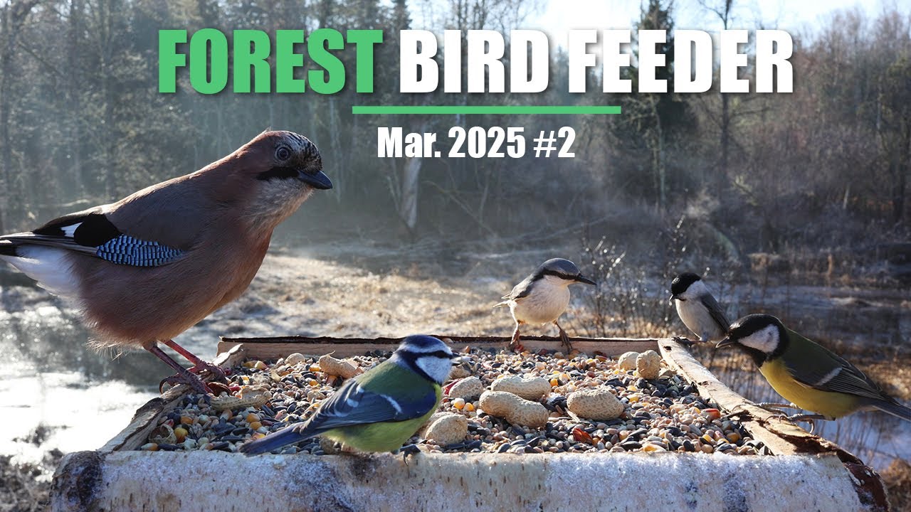 Forest Bird Feeder [ Mar. 2025 #2 ]