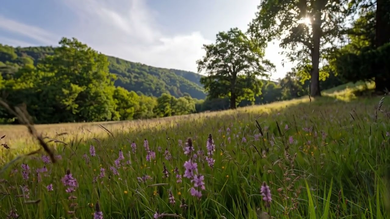Relaxing Nature Ambience Meadow Birds Singing | Nature Sounds for Sleep, Relaxation, Meditation