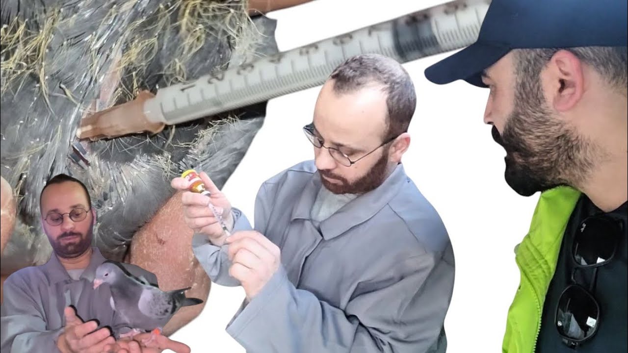 ŞAMPİYON KUŞLARIN TORUNLARINA AŞI YAPTIK 🕊