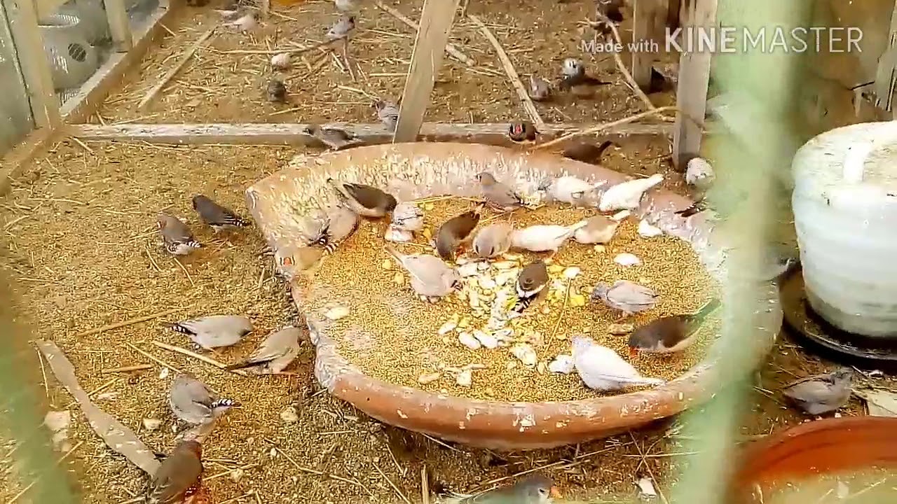FINCHES Ka SOFT Food Kia hota hai ? FINCHES ke Kiya kiu zarori Hai ?
