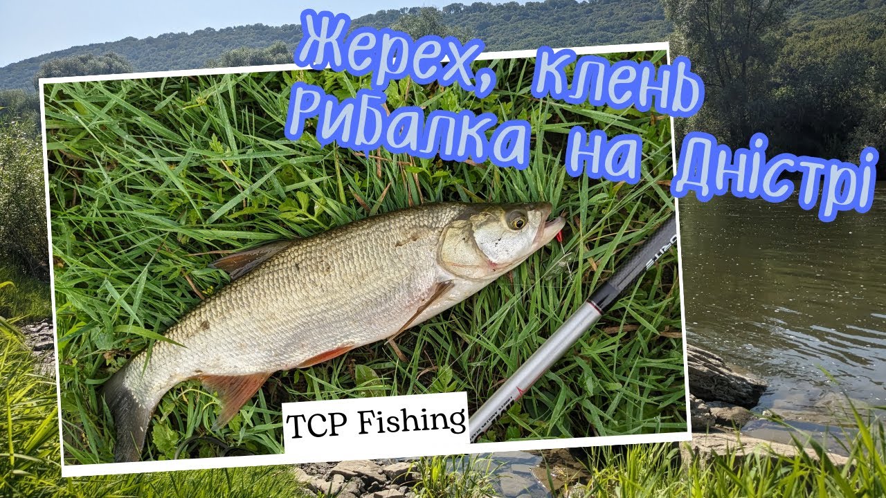 Що клює на Дністрі? Потужна покльовка жереха. Секретна блешня зробила рибалку! #дністер #жерех