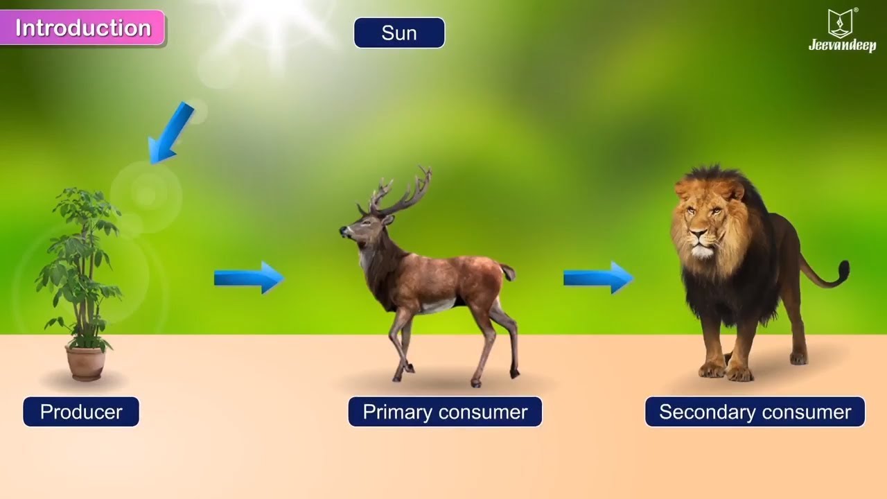 Food for Plants - Photosynthesis | Science For Grade 5 Kids | Periwinkle