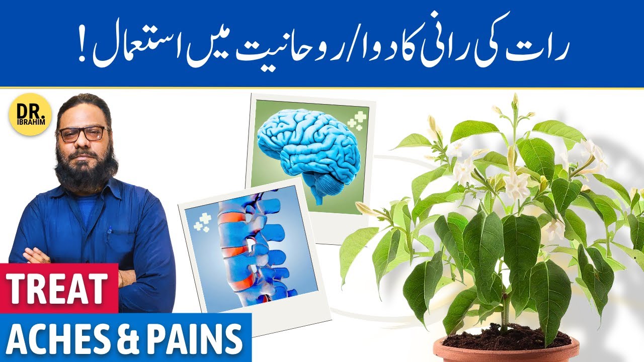 Raat Ki Rani Ke Rohani/Jismani Fayde | Parijat | Night-Blooming Jasmine | Dr. Ibrahim