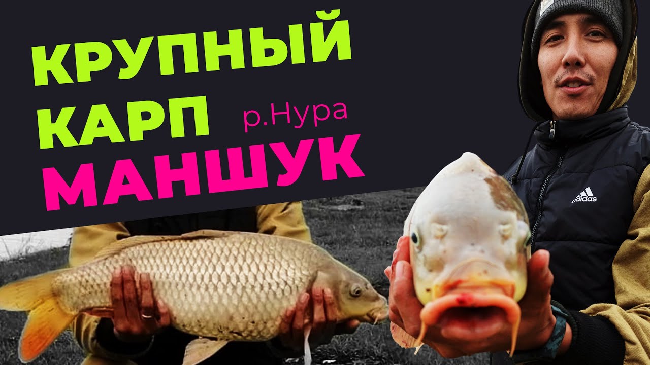 Ловля карпа на реке Нура Маншук г. Нур-Султан / catch carp