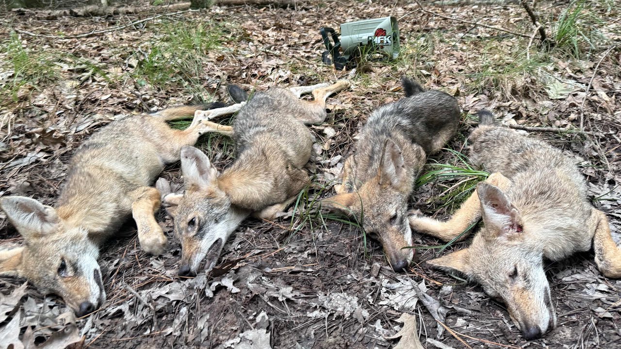 PART 2! Coyote Hunting Arkansas w/ Torry Cook of MFK Game Calls and Close Encounter Outfitters! 4K