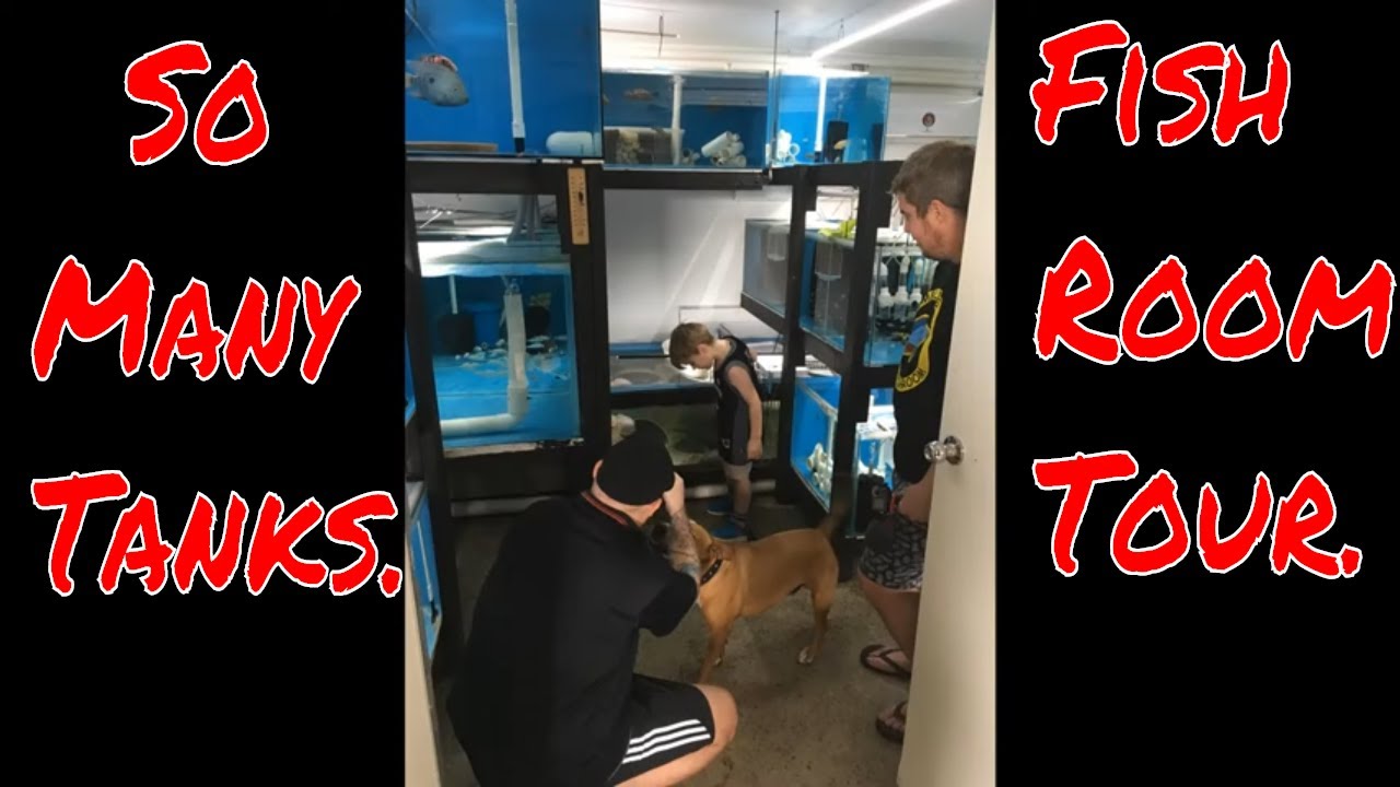 Full tour of Rumball’s Fish Room through my lense .(Fish Room Tour)