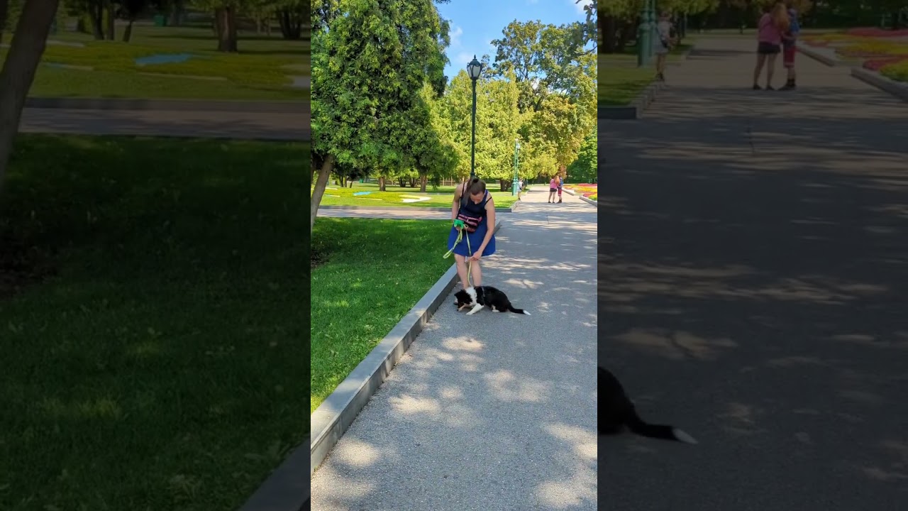 пес рвет желтой пеной что делать