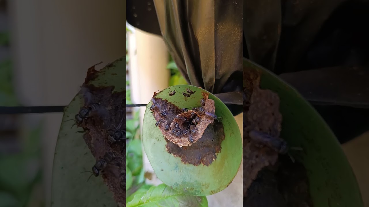 Abelha Tubuna Entrando com MUITO P&oacute;len! 🐝🌼🔥