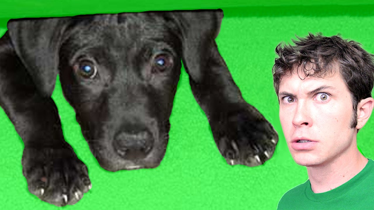 SCARED PUPPY!!!