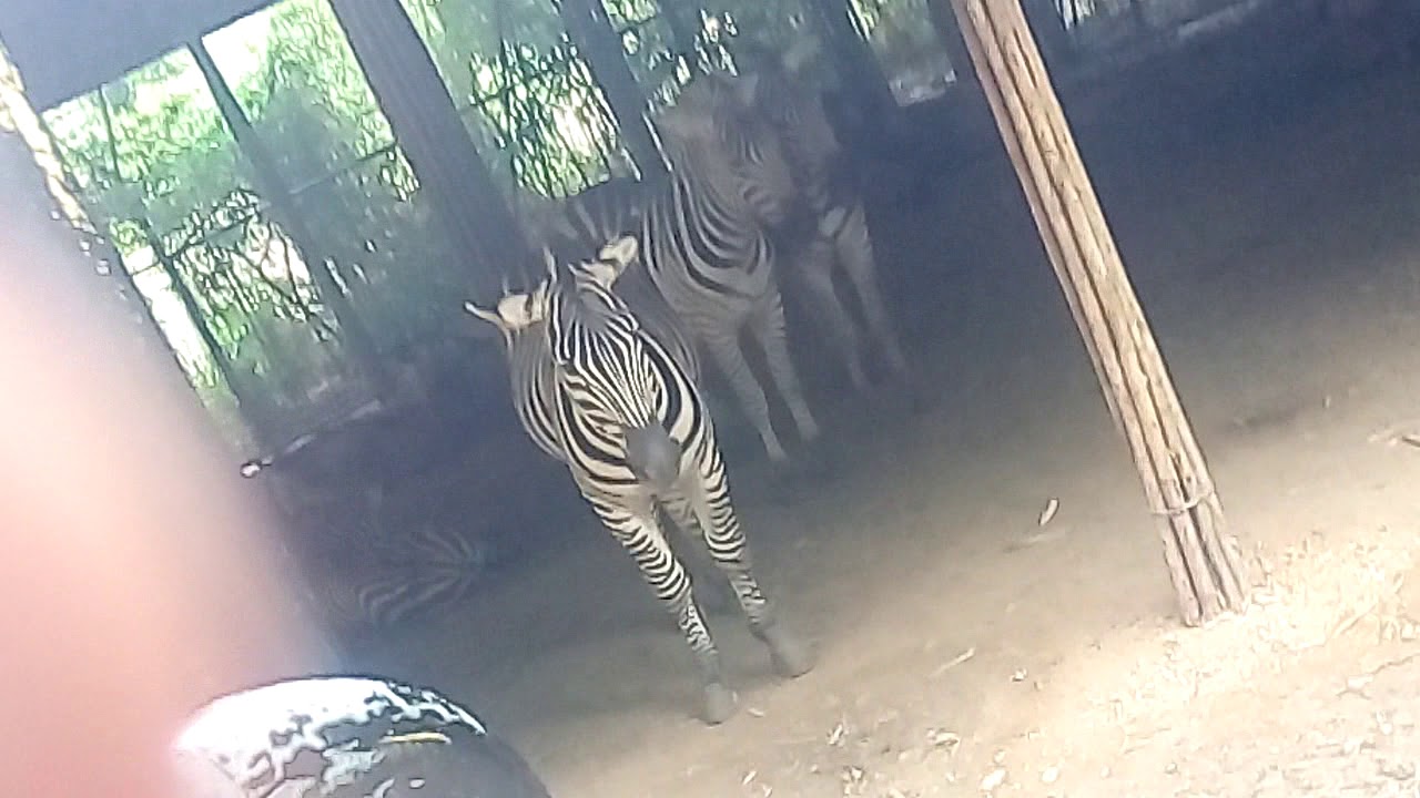 Cebu saffari tour part 3
