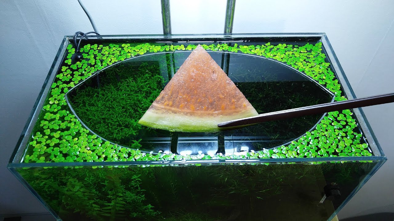 25th & 26th Month &ndash; (Watermelon & Banana Feeding Frenzy) NO filter, NO CO2, NO Ferts 5 Gallon Nano