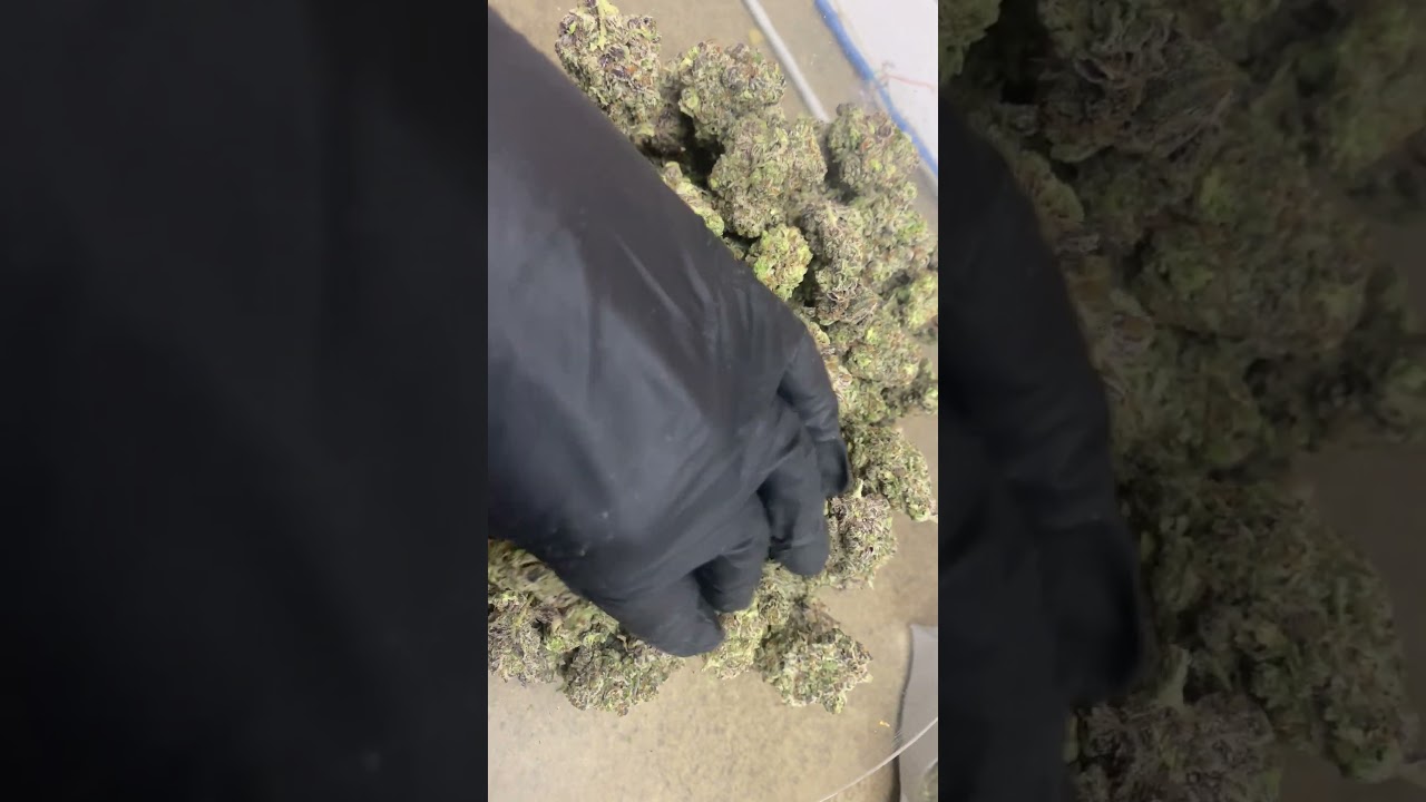 THCa Flower Pounds: Lemon Cherry Pie (Exotic Indoor)