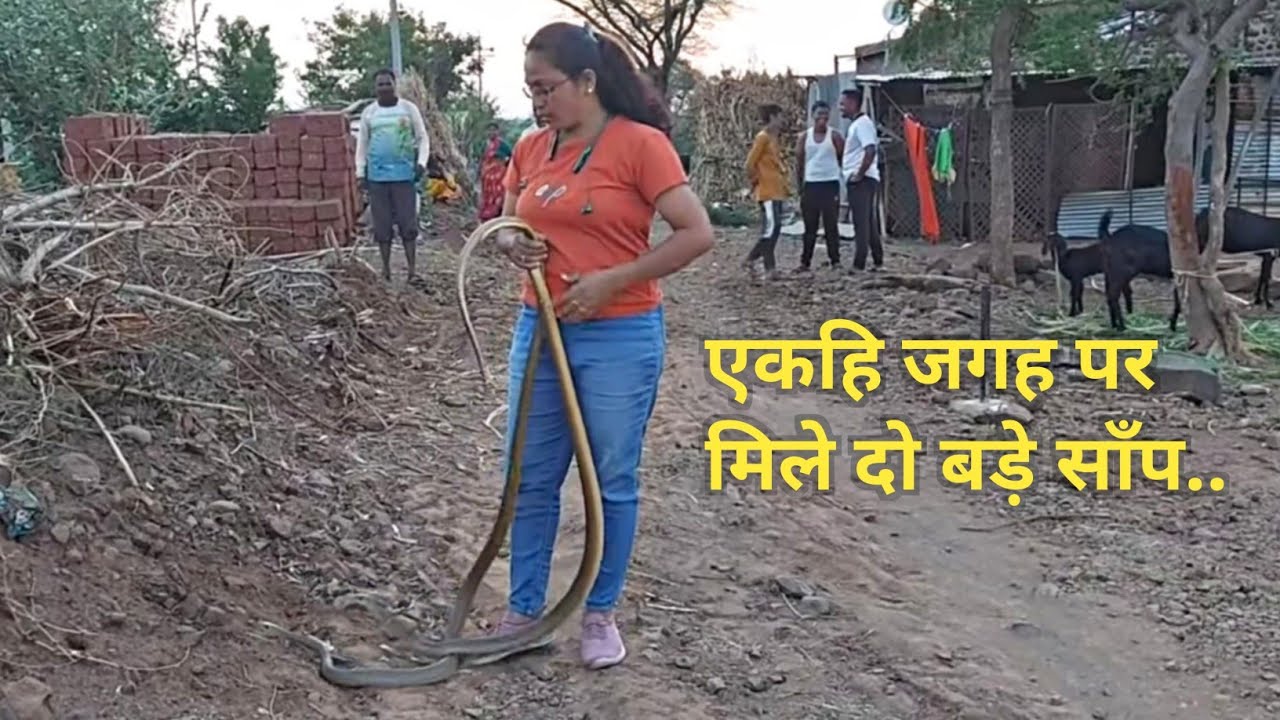 एकही जगह पर मिले दो बड़े सांप.. #snakerescue #snake 