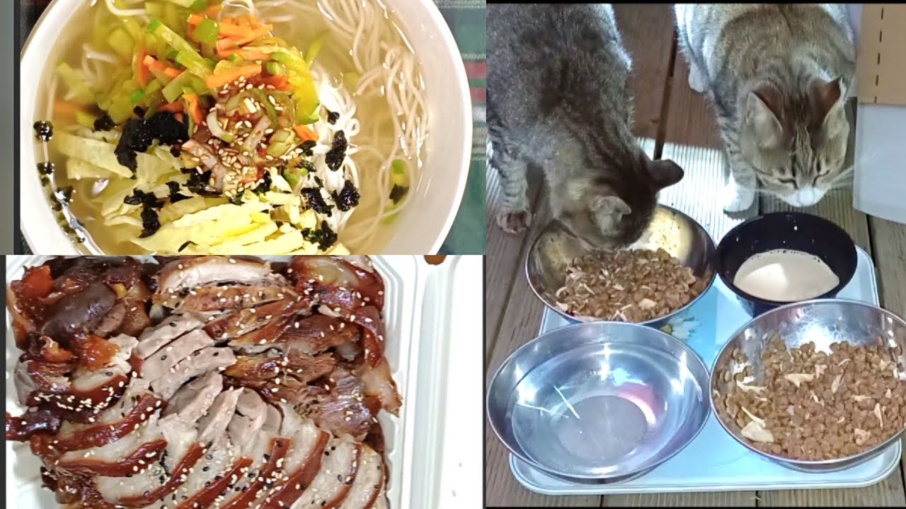 잔치국수 만들어 먹고 족발도 시켜먹었어요 마당냥이들은 잘 먹어서 포동포동해요🩷😘