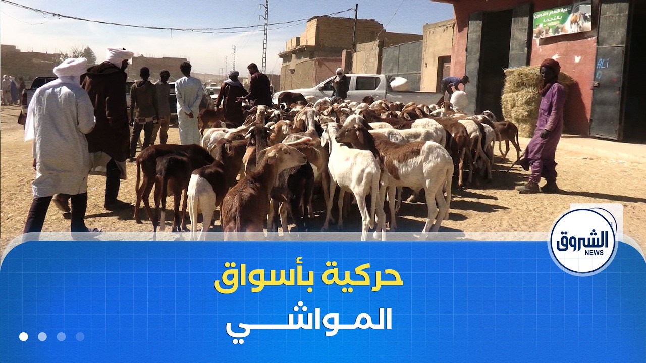 إقبال متزايد على أسواق المواشي في تامنغست مع اقتراب شهر رمضان