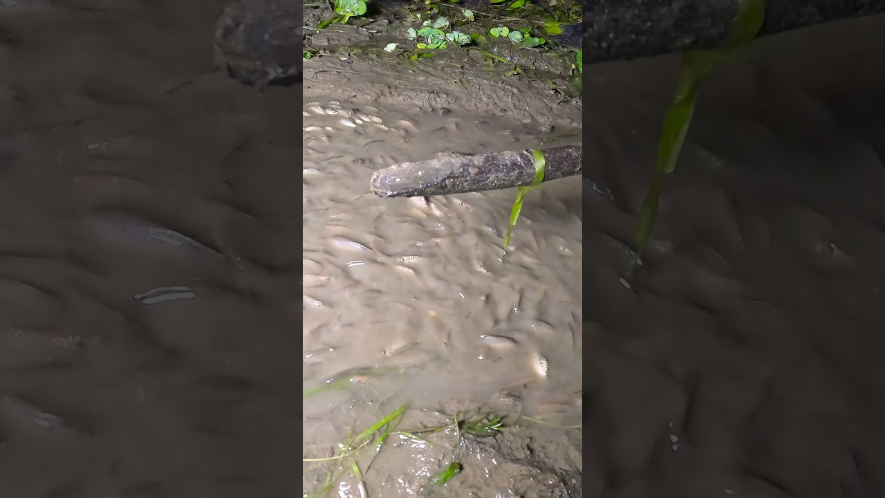 Late Night Fishing in Beel Amazing Fish Catch 