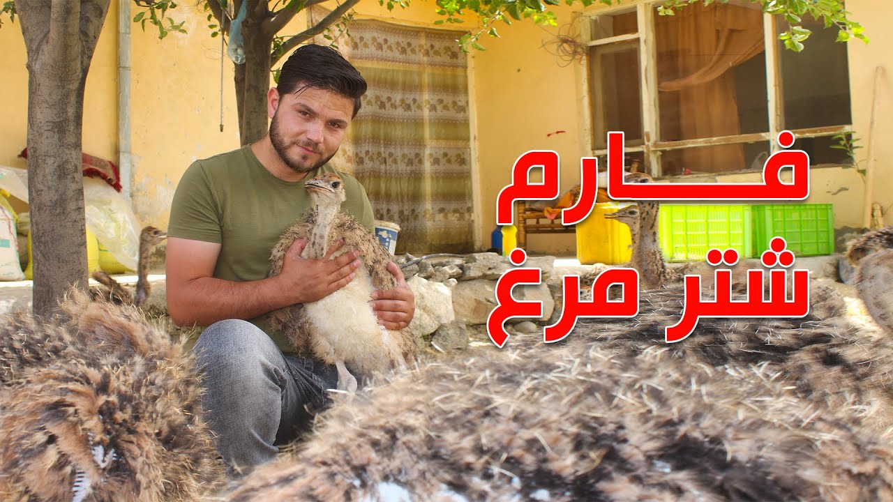 همه چیز در باره فارم شتر مرغ در این گزارش / Ostrich farming in Kabul