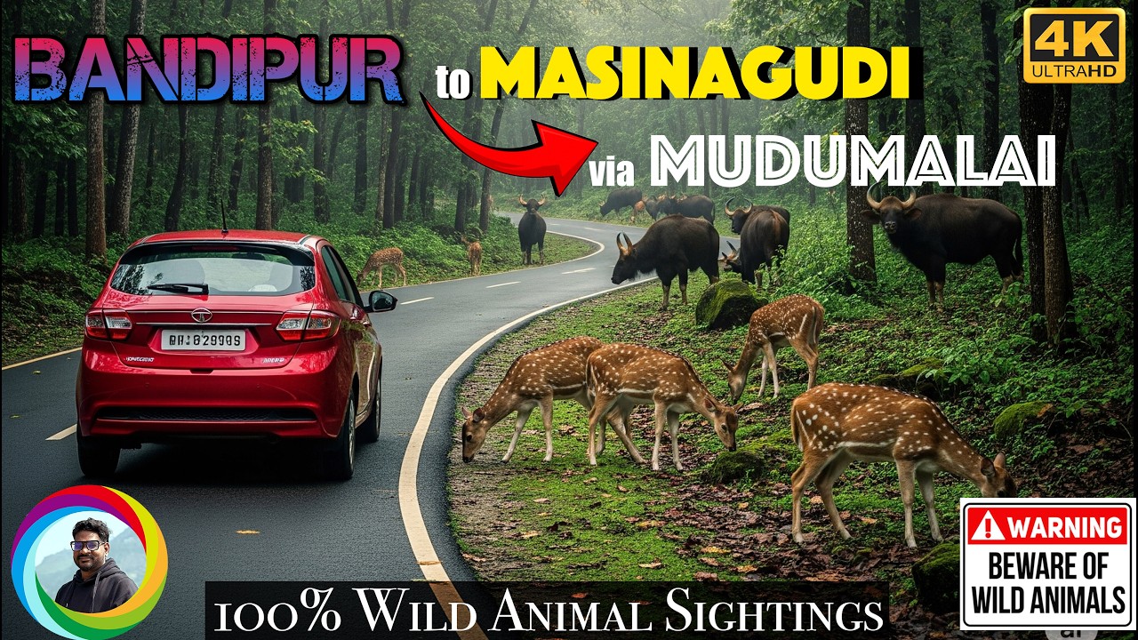 bandipur to masinagudi forest road trip ❌காட்டு வழி பயணம்❌ Mudumalai tiger reserve | Jungle Drive 😨
