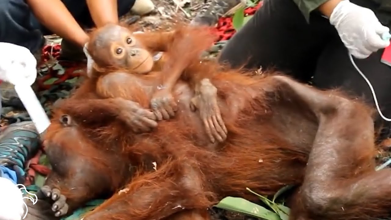 Stranded Orangutan Baby And Mom Saved Just In Time