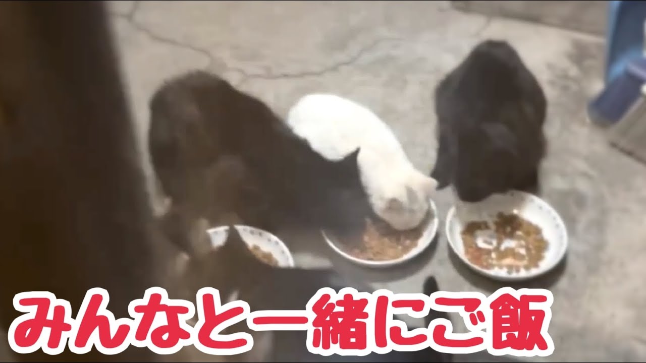 子猫たちが何度もご飯を食べに来るようになりました