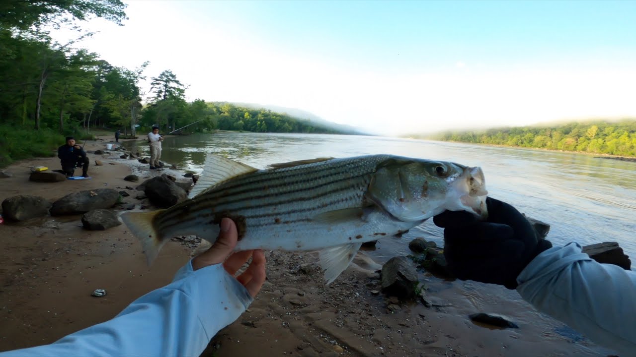 caught a monster at cedar creek dam / câu cá ở mỹ